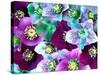 Heliborus Pattern of Winter Blooming Flower, Sammamish, Washington, USA-Darrell Gulin-Stretched Canvas