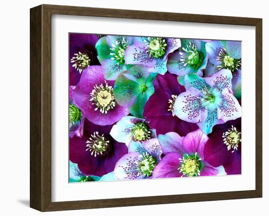 Heliborus Pattern of Winter Blooming Flower, Sammamish, Washington, USA-Darrell Gulin-Framed Photographic Print