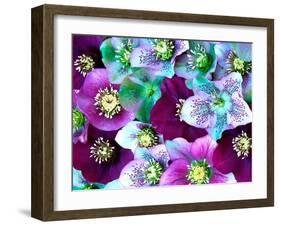 Heliborus Pattern of Winter Blooming Flower, Sammamish, Washington, USA-Darrell Gulin-Framed Photographic Print