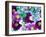 Heliborus Pattern of Winter Blooming Flower, Sammamish, Washington, USA-Darrell Gulin-Framed Photographic Print