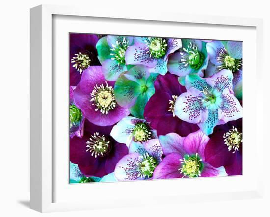 Heliborus Pattern of Winter Blooming Flower, Sammamish, Washington, USA-Darrell Gulin-Framed Photographic Print