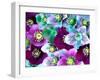 Heliborus Pattern of Winter Blooming Flower, Sammamish, Washington, USA-Darrell Gulin-Framed Photographic Print