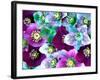 Heliborus Pattern of Winter Blooming Flower, Sammamish, Washington, USA-Darrell Gulin-Framed Photographic Print