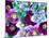 Heliborus Pattern of Winter Blooming Flower, Sammamish, Washington, USA-Darrell Gulin-Mounted Photographic Print