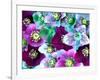 Heliborus Pattern of Winter Blooming Flower, Sammamish, Washington, USA-Darrell Gulin-Framed Photographic Print