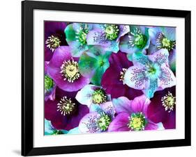 Heliborus Pattern of Winter Blooming Flower, Sammamish, Washington, USA-Darrell Gulin-Framed Photographic Print