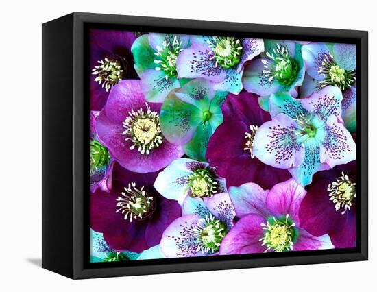 Heliborus Pattern of Winter Blooming Flower, Sammamish, Washington, USA-Darrell Gulin-Framed Stretched Canvas