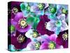 Heliborus Pattern of Winter Blooming Flower, Sammamish, Washington, USA-Darrell Gulin-Stretched Canvas