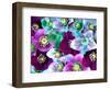 Heliborus Pattern of Winter Blooming Flower, Sammamish, Washington, USA-Darrell Gulin-Framed Photographic Print