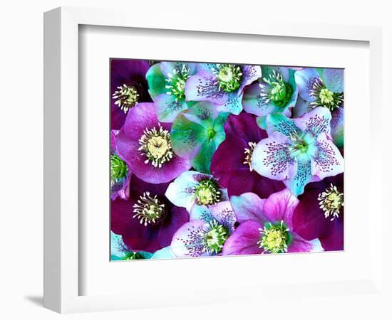 Heliborus Pattern of Winter Blooming Flower, Sammamish, Washington, USA-Darrell Gulin-Framed Photographic Print