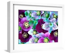 Heliborus Pattern of Winter Blooming Flower, Sammamish, Washington, USA-Darrell Gulin-Framed Photographic Print