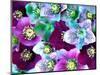 Heliborus Pattern of Winter Blooming Flower, Sammamish, Washington, USA-Darrell Gulin-Mounted Photographic Print