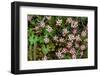 Helichrysum meyeri-johannis. Bale Mountains National Park. Ethiopia.-Roger De La Harpe-Framed Photographic Print