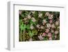 Helichrysum meyeri-johannis. Bale Mountains National Park. Ethiopia.-Roger De La Harpe-Framed Photographic Print