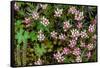 Helichrysum meyeri-johannis. Bale Mountains National Park. Ethiopia.-Roger De La Harpe-Framed Stretched Canvas