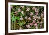 Helichrysum meyeri-johannis. Bale Mountains National Park. Ethiopia.-Roger De La Harpe-Framed Photographic Print