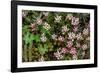 Helichrysum meyeri-johannis. Bale Mountains National Park. Ethiopia.-Roger De La Harpe-Framed Photographic Print