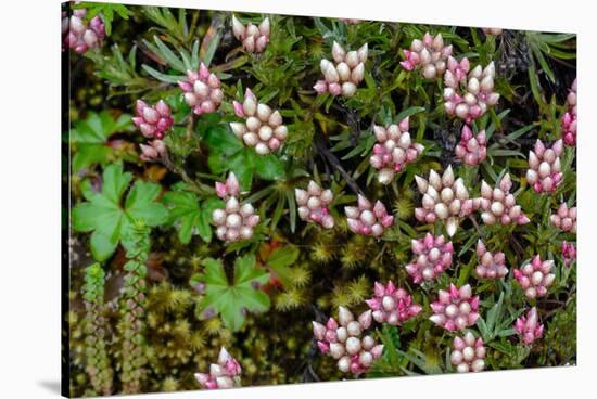 Helichrysum meyeri-johannis. Bale Mountains National Park. Ethiopia.-Roger De La Harpe-Stretched Canvas