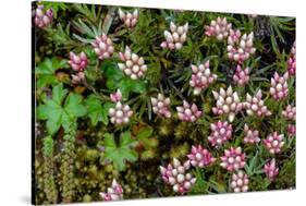 Helichrysum meyeri-johannis. Bale Mountains National Park. Ethiopia.-Roger De La Harpe-Stretched Canvas