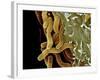 Helicobacter Pylori Bacteria, SEM-Science Photo Library-Framed Photographic Print