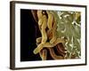 Helicobacter Pylori Bacteria, SEM-Science Photo Library-Framed Photographic Print