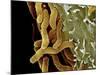 Helicobacter Pylori Bacteria, SEM-Science Photo Library-Mounted Photographic Print