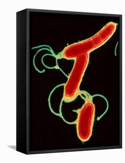 Helicobacter Pylori Bacteria-A.B. Dowsett-Framed Stretched Canvas
