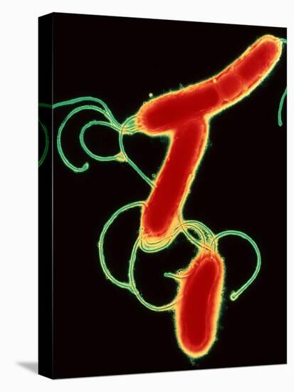 Helicobacter Pylori Bacteria-A.B. Dowsett-Stretched Canvas