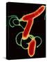 Helicobacter Pylori Bacteria-A.B. Dowsett-Stretched Canvas