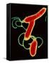 Helicobacter Pylori Bacteria-A.B. Dowsett-Framed Stretched Canvas