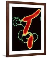 Helicobacter Pylori Bacteria-A.B. Dowsett-Framed Photographic Print