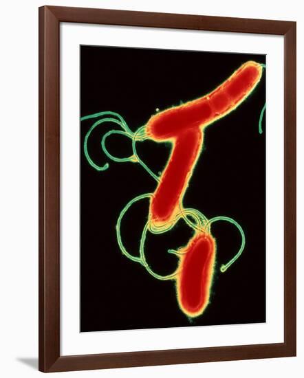 Helicobacter Pylori Bacteria-A.B. Dowsett-Framed Photographic Print