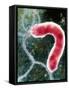 Helicobacter Pylori Bacterium-NIBSC-Framed Stretched Canvas