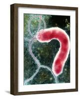 Helicobacter Pylori Bacterium-NIBSC-Framed Photographic Print