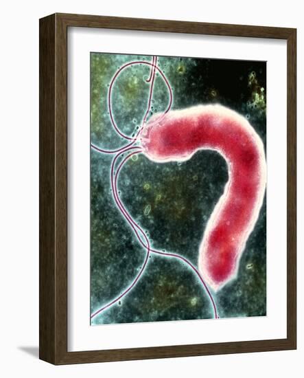 Helicobacter Pylori Bacterium-NIBSC-Framed Photographic Print