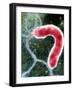 Helicobacter Pylori Bacterium-NIBSC-Framed Photographic Print
