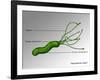 Helicobacter Pylori, Illustration-Gwen Shockey-Framed Premium Giclee Print