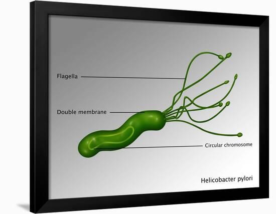 Helicobacter Pylori, Illustration-Gwen Shockey-Framed Premium Giclee Print