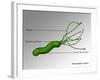 Helicobacter Pylori, Illustration-Gwen Shockey-Framed Giclee Print