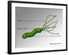 Helicobacter Pylori, Illustration-Gwen Shockey-Framed Giclee Print