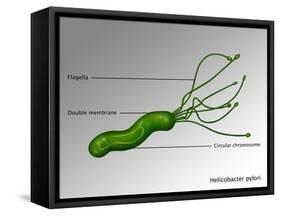 Helicobacter Pylori, Illustration-Gwen Shockey-Framed Stretched Canvas