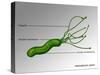 Helicobacter Pylori, Illustration-Gwen Shockey-Stretched Canvas