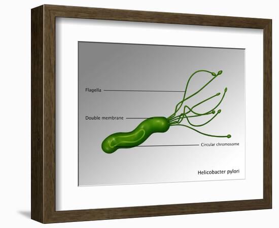 Helicobacter Pylori, Illustration-Gwen Shockey-Framed Giclee Print