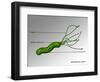 Helicobacter Pylori, Illustration-Gwen Shockey-Framed Giclee Print