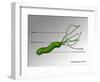 Helicobacter Pylori, Illustration-Gwen Shockey-Framed Giclee Print