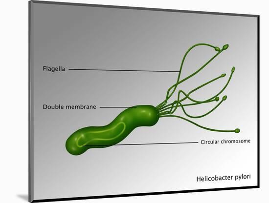 Helicobacter Pylori, Illustration-Gwen Shockey-Mounted Giclee Print