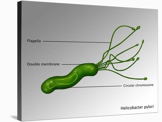 Helicobacter Pylori, Illustration-Gwen Shockey-Stretched Canvas