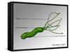 Helicobacter Pylori, Illustration-Gwen Shockey-Framed Stretched Canvas