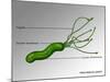 Helicobacter Pylori, Illustration-Gwen Shockey-Mounted Giclee Print