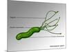 Helicobacter Pylori, Illustration-Gwen Shockey-Mounted Giclee Print